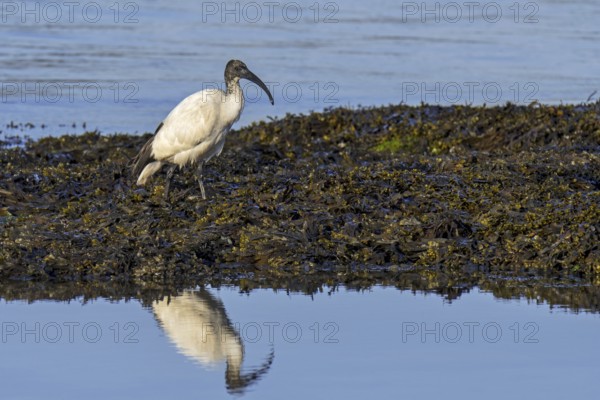 African sacred ibis (Threskiornis aethiopicus) introduced species foraging on seaweed covered beach