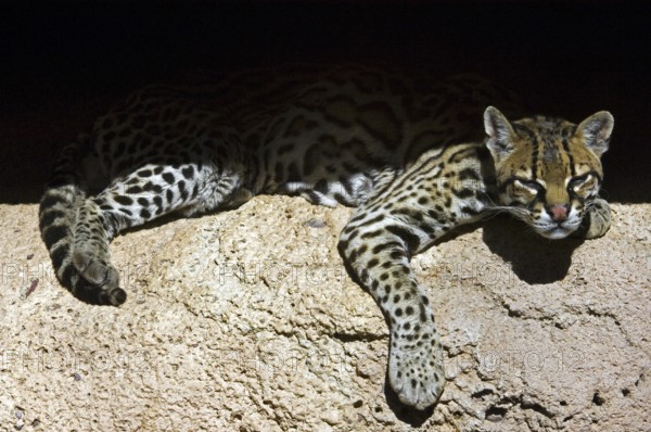 Ocelot (Felis pardalis) dwarf leopard resting in the shade in rock face, native to South America,