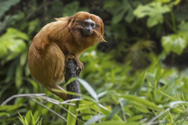 Golden lion tamarin (Leontopithecus rosalia), golden marmoset (Jacchus rosalia brasiliensis) in
