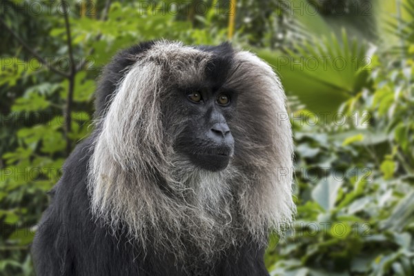 Lion-tailed macaque (Macaca silenus), wanderoo endemic to the Western Ghats of South India