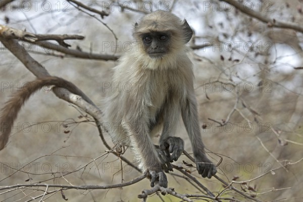 Gray langur, Hanuman langur (Semnopithecus entellus) juvenile in the Ranthambore National Park,