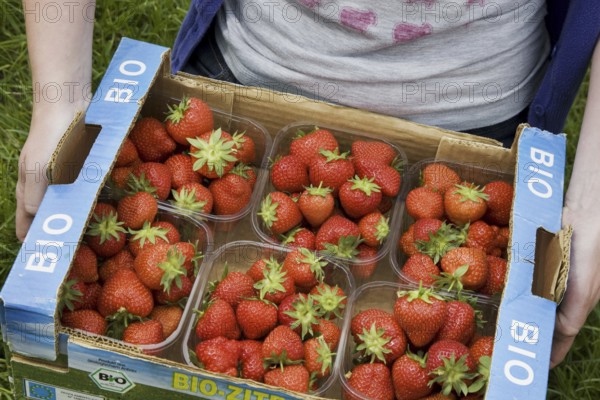 Horticulturist holding carton with plastic boxes with cultivated strawberries (Fragaria), Belgium,