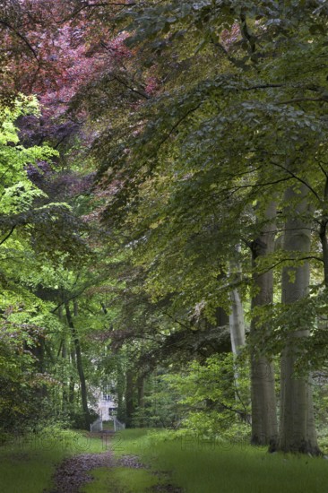 Avenue in beech (Fagus sylvatica) forest in spring, Belgium, Europe