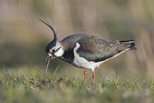 Northern lapwing (Vanellus vanellus) male foraging in meadow and eating earthworm, worm in spring