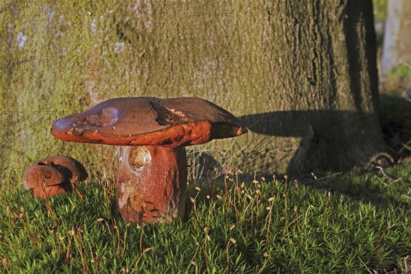 Dotted stem bolete (Boletus luridiformis)
