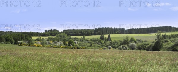Broadleaf and coniferous forest with pine trees, meadow, pastures and hay fields at Vlessart, in