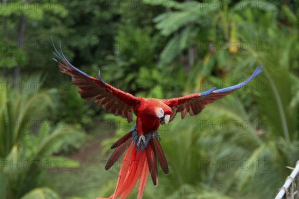 Scarlet Macaw (Ara macao)