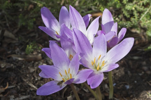Autumn crocus (Colchicum speciosum), Emsland, Lower Saxony, Germany, Europe