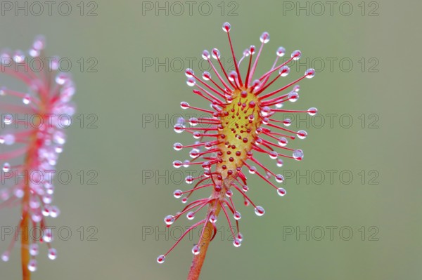 Oblong-leaved sundew (Drosera intermedia), close-up, Aschendorfer Obermoor nature reserve, Wildes
