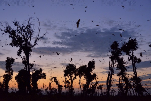 Straw-coloured Fruit Bats (Eidolon helvum), in flight at first light, Kasanka National Park,