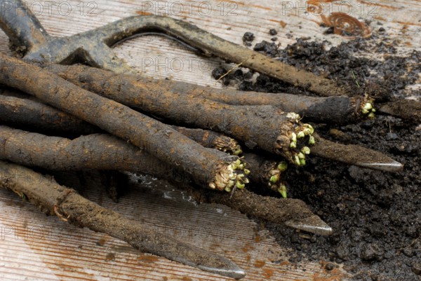 Black salsify (Scorzonera hispanica) , winter asparagus