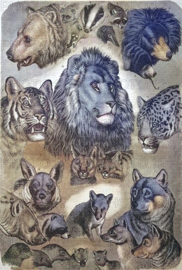 Carnivores, carnivorous predators, portraits of the various carnivores, felines, bears and canines,