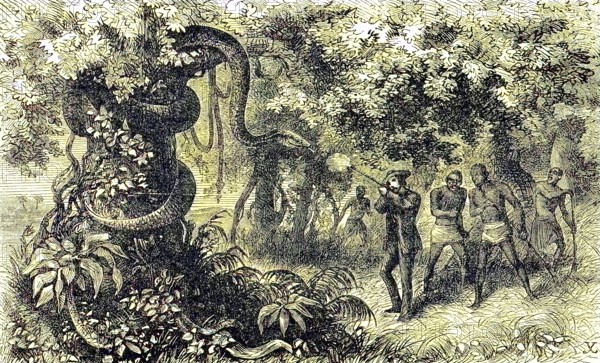 Hunting a strangler snake, white hunter with rifle shoots the animal, 1869, Botswana, Historic,
