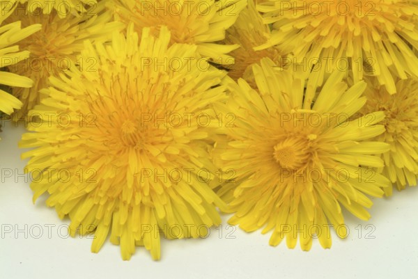 Common dandelion (Taraxacum) Ruderalia, Taraxacum officinale, medicinal plant, the most important