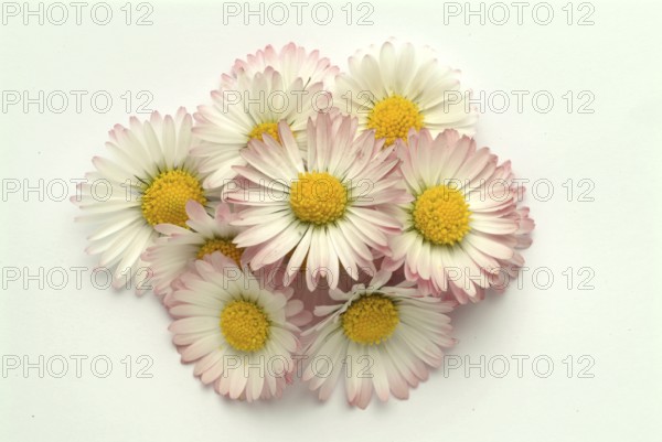 Common daisy (Bellis perennis), medicinal plant, naturopathy classifies the daisy among other