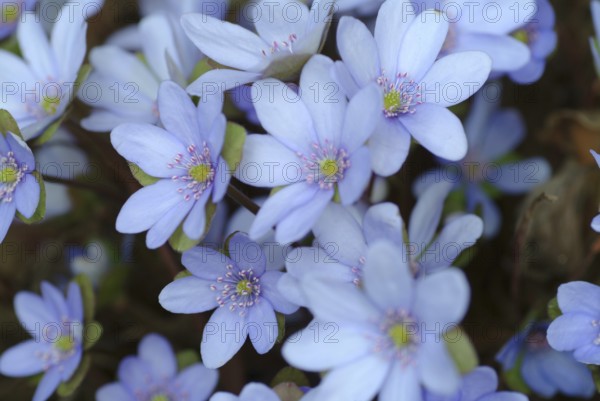 Liverwort (Hepatica triloba) (Hepatica nobilis) (Anemone hepatica), synonyma, common liverwort,