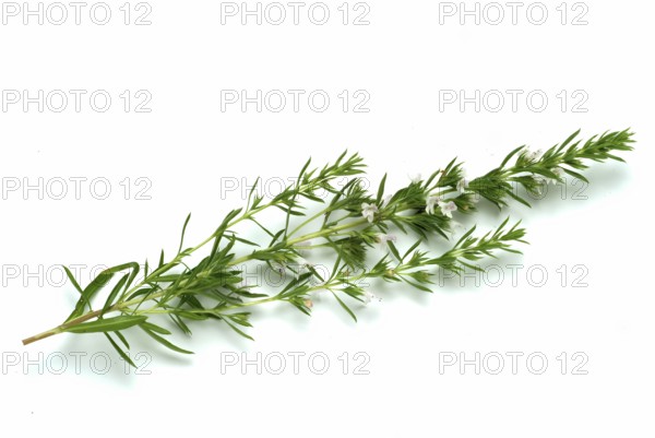 Summer savory (Satureja hortensis), also garden savory, true savory, pepperwort, family of the