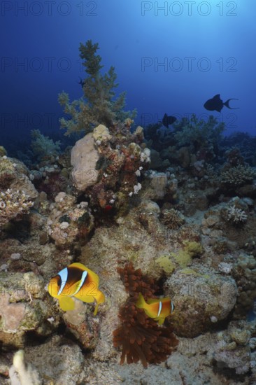 Pair of red sea clownfish (Amphiprion bicinctus) at its fluorescent bubble-tip anemone (Entacmaea