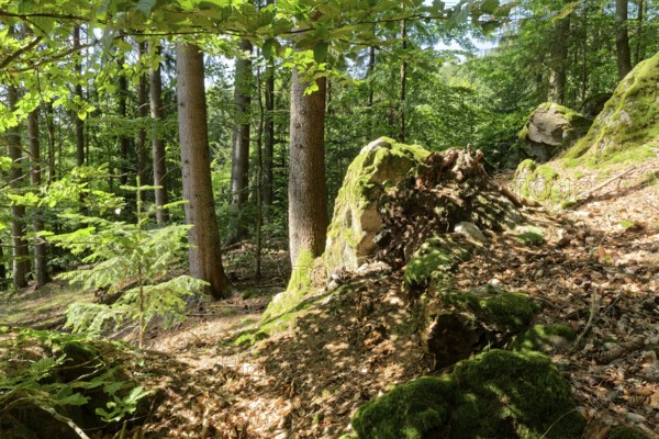 Boulders along a hiking trail in the forest in the Central Slovak Carpathians. Hinau, Neusohl