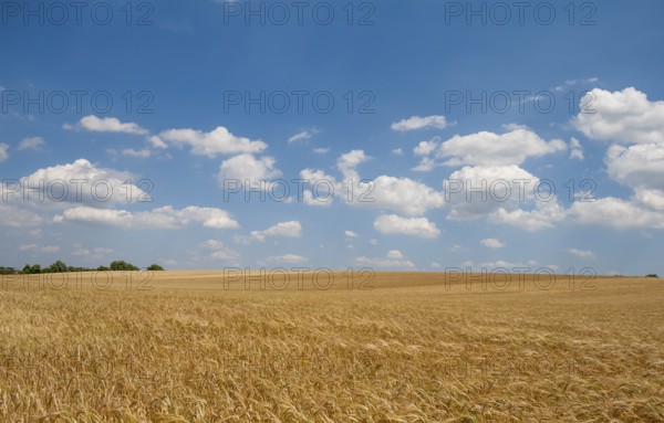 Grain field, ripe barley (Hordeum vulgare), Rhineland-Palatinate, Germany, Europe