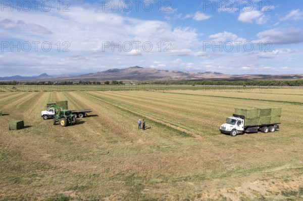 San Acacia, New Mexico, Bales of alfalfa are stacked on a farm near the Rio Grande. The farm relies