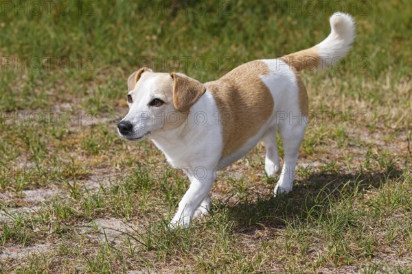Dog, Jack Russell Terrier, Dog breed, Domestic dog (Canis lupus familiaris), Schleswig-Holstein,