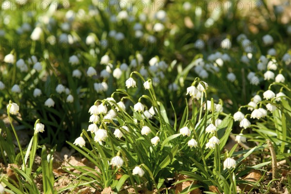 Marchflower blossoms in the Polenzta. The March snowflakes (Leucojum vernum) are in full bloom on