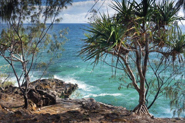 Coastal walk in Noosa heads with mangrove tree, holiday, travel, coast, ocean, sea, east coast,