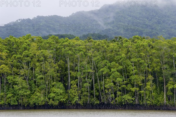 Mangrove forest, rainforest, tropical, tropical forest, tropical, Daintree river, Cape tribulation,
