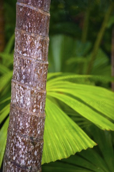 Palm, palm trunk, tree trunk, detail, plant, flora, decoration, detail, trunk, vegetation, tropical