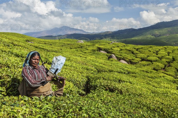 KERALA, INDIA, FEBRUARY 18, 2014: Unidentified Indian woman harvests tea leaves at tea plantation