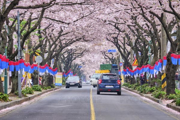 JEJU, SOUTH KOREA, APRIL 9, 2018: Blooming sakura cherry blossom trees in spring in street with