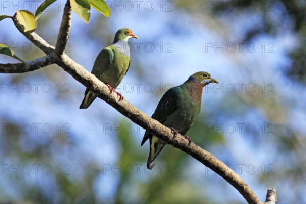 Orange-spotted Fruit Dove and orange-fronted fruit dove (Ptilinopus aurantiifrons) (Ptilinopus