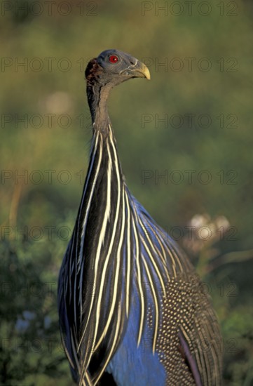 Vulturine guineafowl (Acryllium vulturinum), Samburu National Park, Kenya, Africa
