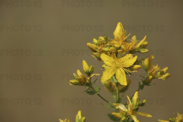 Flower on common st john's wort (Hypericum perforatum), saupurzel, Karlstadter, dry areas,