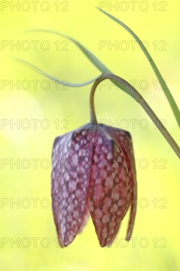 Snake's head fritillary (Fritillaria meleagris) with blade of grass and yellow background,