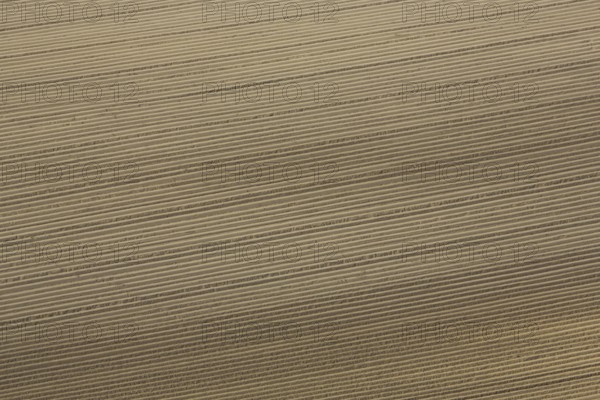 Field with grooves from above, background, structure, line pattern, lines, pattern, brown,