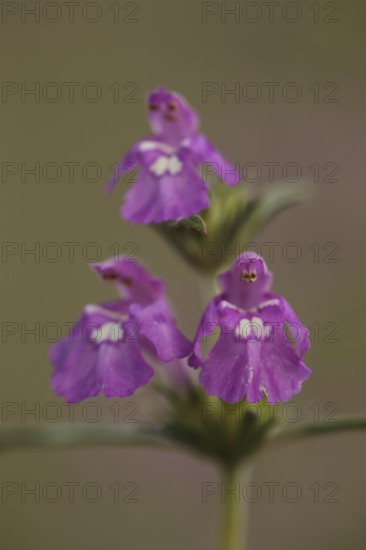 Three little angels flower figures at the galeopsis ladanum var. angustifolia (Galeopsis