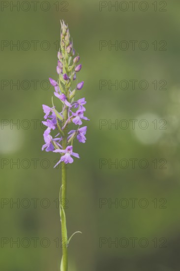 Greater early purple orchid (Orchis mascula) with bokeh, orchids, orchid, Reichenbacher, Kalkberge