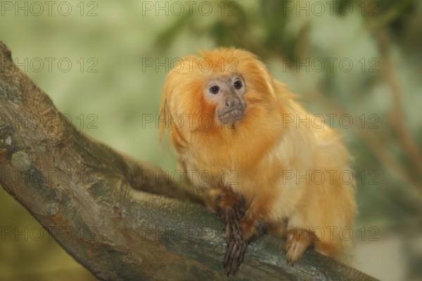 Golden lion tamarin (Leontopithecus rosalia), Leontopithecus, monkey, clawed monkey, clawed monkey,