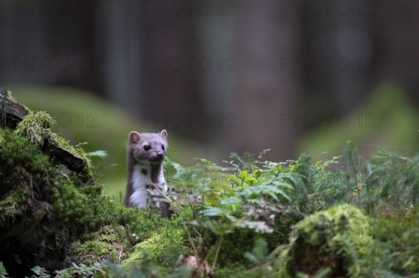 Beech marten (Martes foina), Bitburg, Rhineland-Palatinate, Germany, Europe