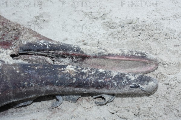Sowerby's beaked whale (Mesoplodon bidens), North Sea beaked whale, flipper, found dead in the