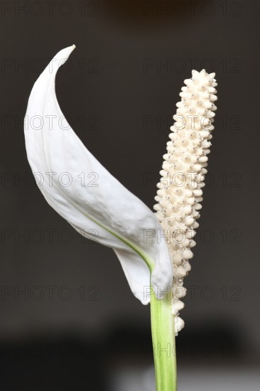 Close (Spathiphyllum) up of blooming white tropical plant spadix flower