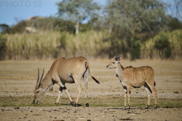 Common elands (Taurotragus oryx) standing in the dessert, captive, distribution Africa