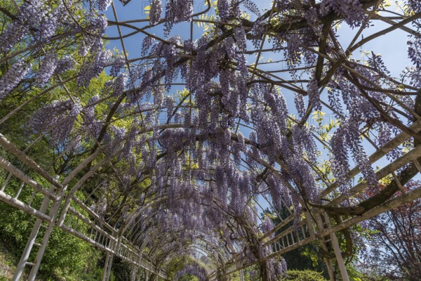 Flowering chinese wisteria (Wisteria sinensis) in an arbour in the city garden of Emmendingen,