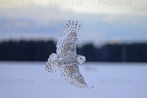 Female snowy owl (Nyctea scandiaca) (syn. Bubo scandiaca) in flight, wings spread, Quebec, Canada,