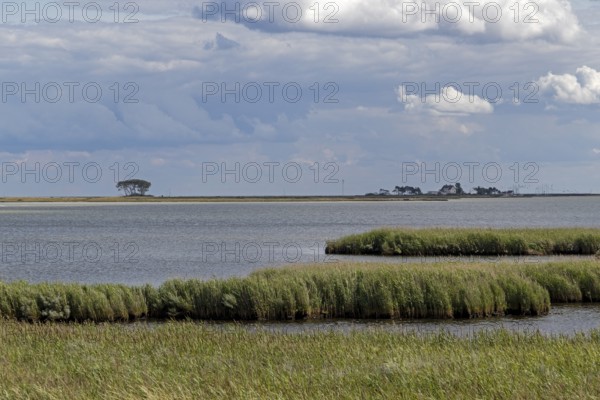 Reed, nature reserve, coast near Maasholm, Schleswig-Holstein, Germany, Europe