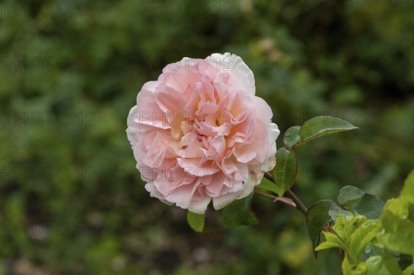 Edelrose, Glücksburg, Schleswig-Holstein, Germany, Europe