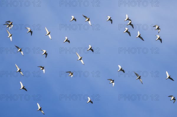 Grey Plover (Pluvialis squatarola) in flight over marshes in winter