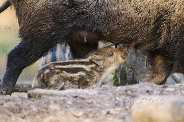 Wild boar (Sus scrofa) squeaker sucking on the tits of its mother in a forest, Bavaria, Germany